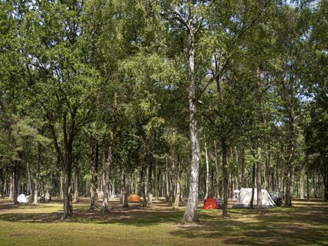 Camping de Binnenvaart - Camping Belgisch Limburg - Afbeelding N°4