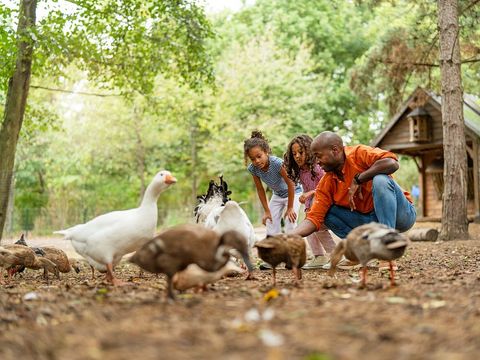 Sunparks Kempense Meren - Camping Antwerpen - Afbeelding N°2