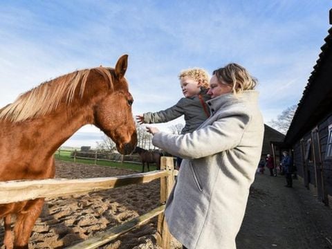 TopParken Résidence Lage Vuursche - Camping Baarn - Afbeelding N°5